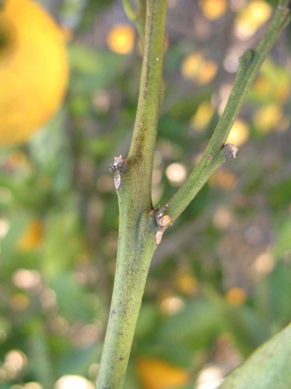              First year twig (Winter Haven, FL)       